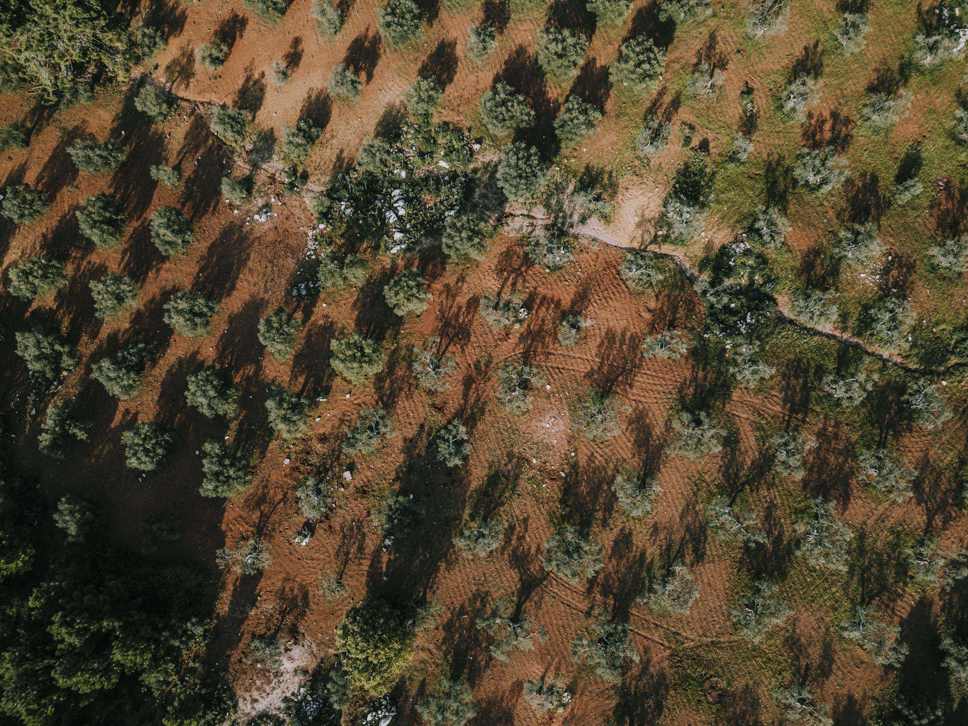 Manilom Takes Bold Strides in Agroforestry: Catalyzing Green Growth in Uganda - Cover Image